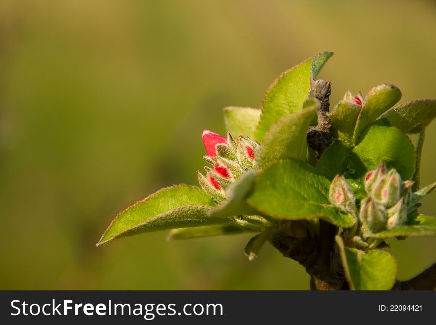 Flowering Of Apple Tree.