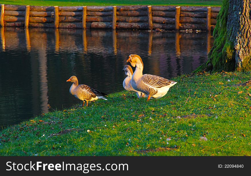 Beautiful geese in the park near lake. Beautiful geese in the park near lake.