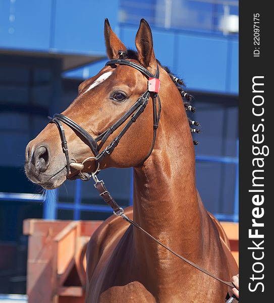 Portrait of nice bay horse at blue background