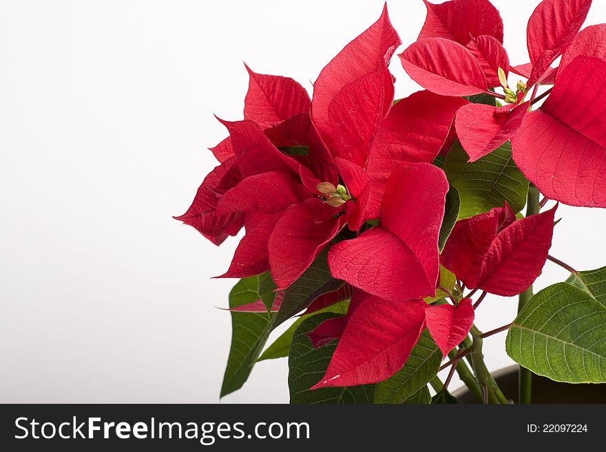 Closeup With Red Poinsettia