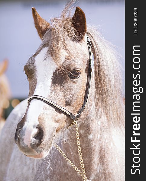 Portrait of pony outdoor sunny day. Portrait of pony outdoor sunny day