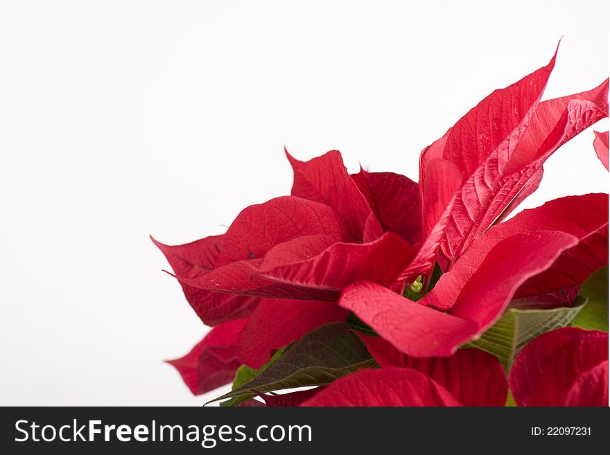 Closeup with beautiful red chirstmas flower. Closeup with beautiful red chirstmas flower