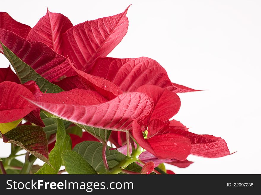 Closeup with beautiful red chirstmas flower. Closeup with beautiful red chirstmas flower