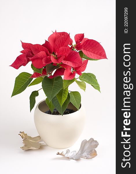 Pot With Red Christmas Flower