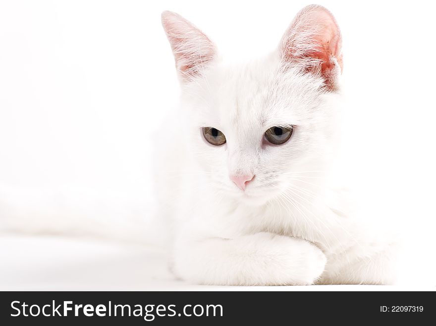 White baby cat studying in studio. White baby cat studying in studio