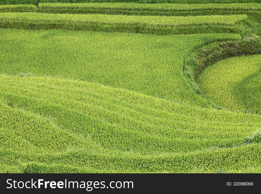 Rice fields in Sapa, Vietnam.
