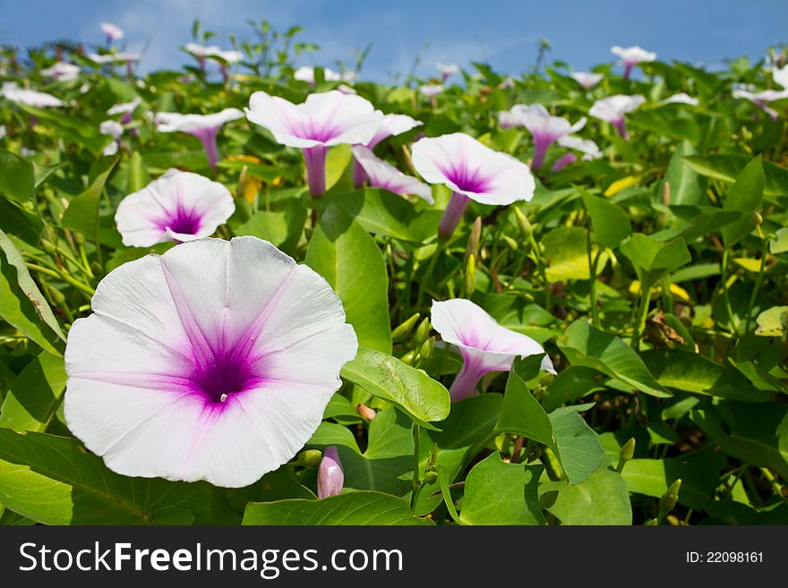 Morning glory flowers are white mixed with purple. Morning glory flowers are white mixed with purple.