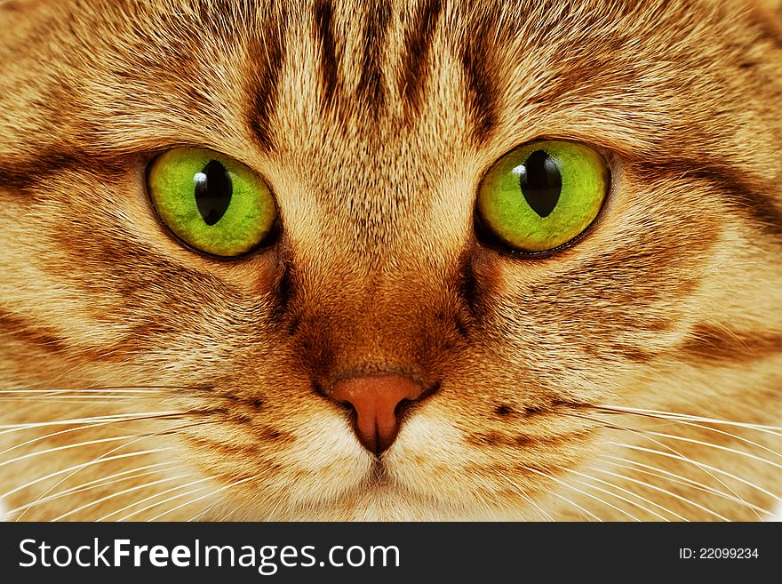 Close-up portrait of green-eyed Scottish cat. Close-up portrait of green-eyed Scottish cat