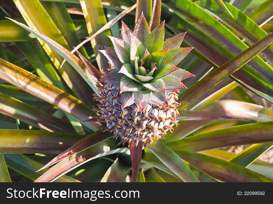 Close-up of sucker of red pineapple in the field. Close-up of sucker of red pineapple in the field