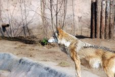 Wolf Stock Photography