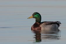 Mallard Drake Stock Photos