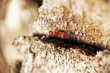 Red Ant On A Tree Bark Royalty Free Stock Images