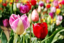 Beautiful Tulips Royalty Free Stock Photography