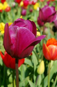 Purple Tulips And More Royalty Free Stock Photos