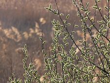 Willow Catkins Royalty Free Stock Photography Willow Catkins Royalty Free Stock Photography