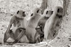 Hanuman Langur Troop Stock Photography Hanuman Langur Troop Stock Photography