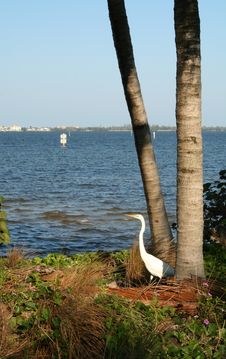 Great White Heron By The River Stock Photography