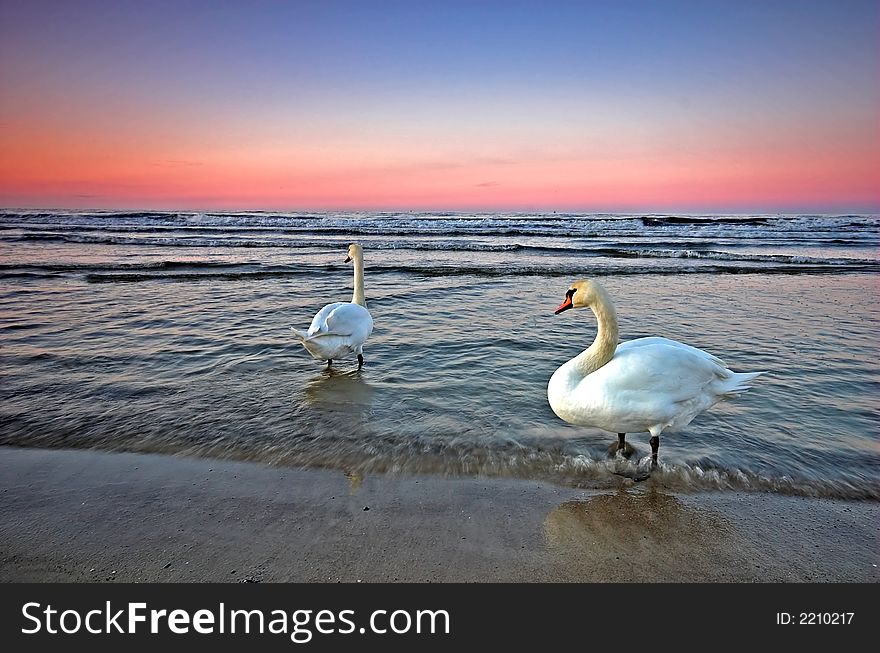 Beautiful ocean sunset and two swans