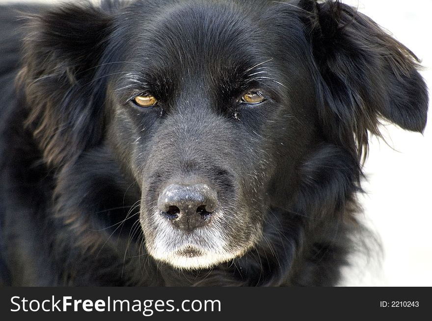 A black collie x labrador's face and neck with aged feautures. A black collie x labrador's face and neck with aged feautures