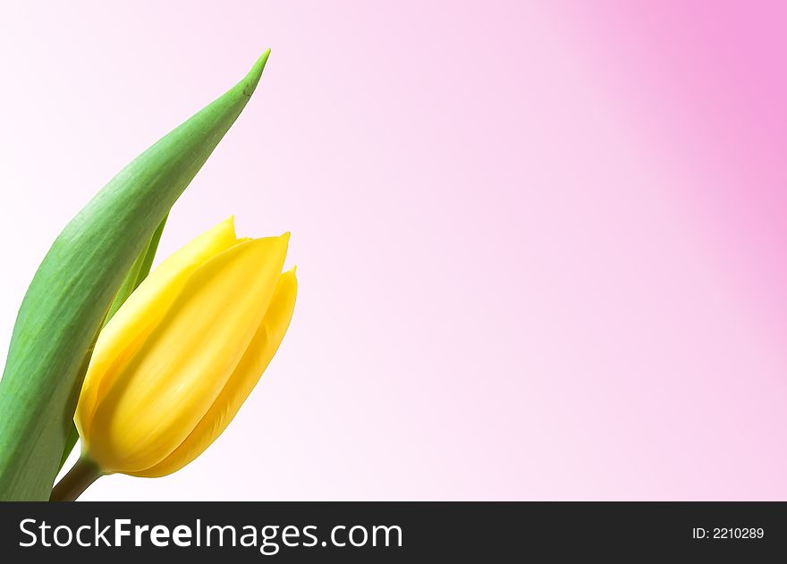 Yellow tulip isolated. Empty space to your text! Version 2