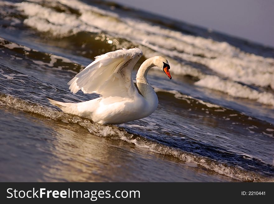 Swans On Sea