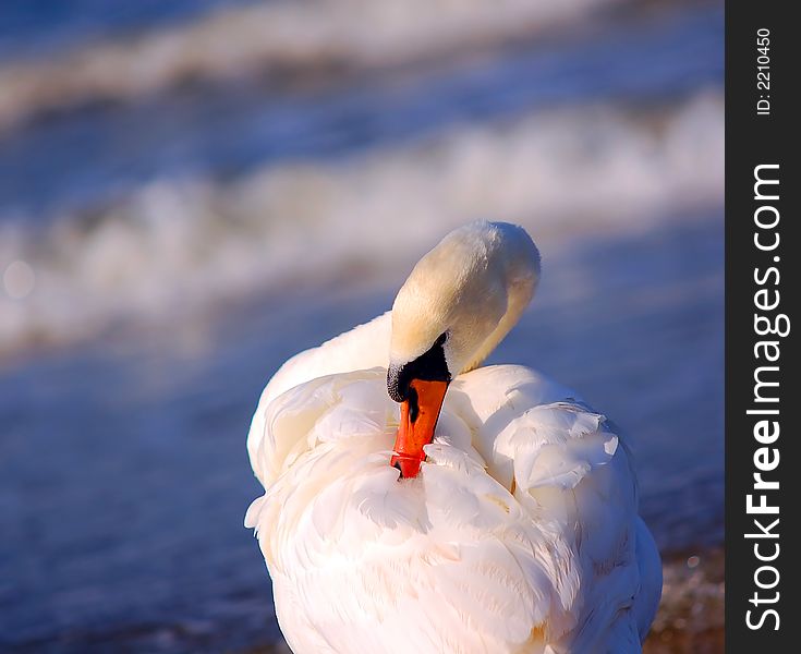 Swan On Sea Background