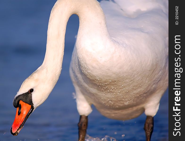 Swan On Sea Background