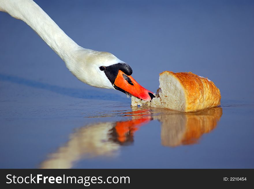 A beautiful swan eating bread