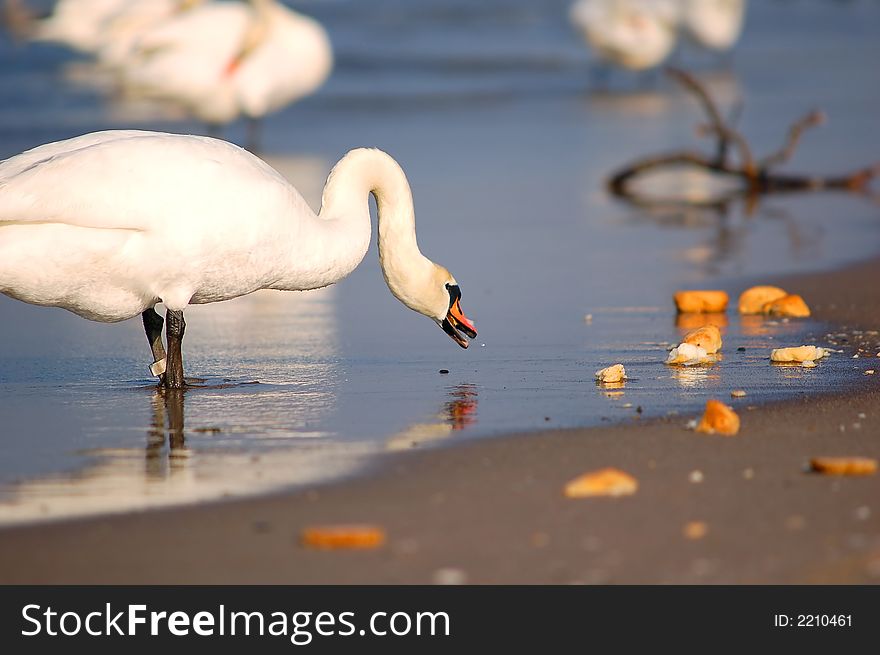 Feeding a swan. Beautiful swan eating bread