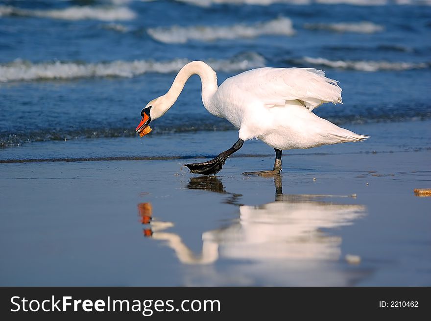 Swan going back to sea with a piece of bread