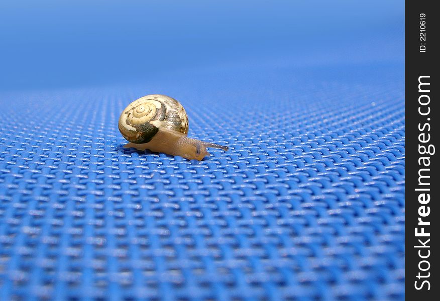 Tinny little snail on blue background