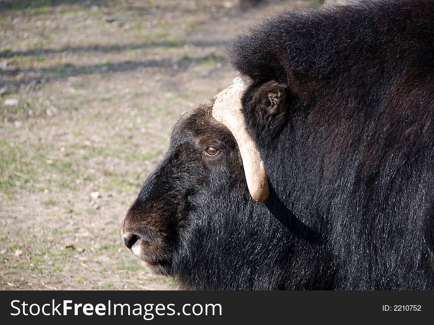 Musk ox in the zoo