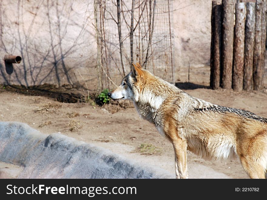 Russian wolf prepares to hunt