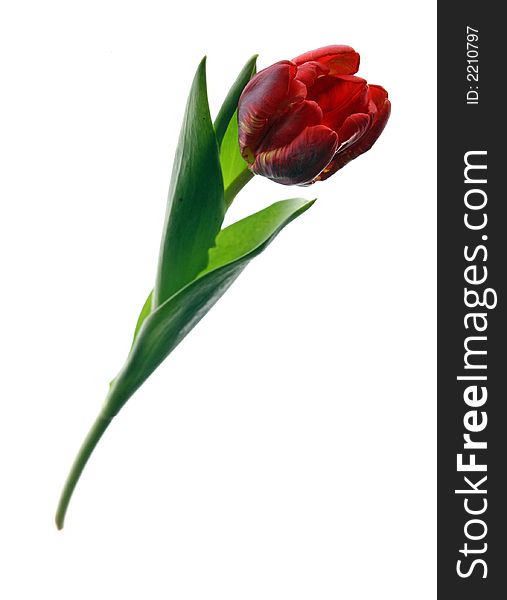 Photo of beautiful red tulip