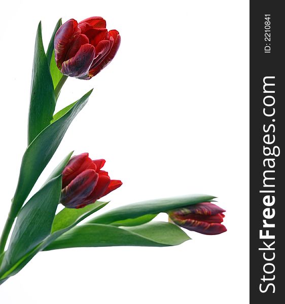 Photo of beautiful red tulip