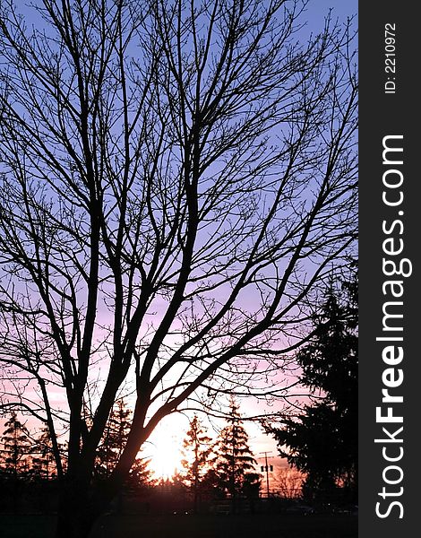 Tree silhouette and sun set. Tree silhouette and sun set