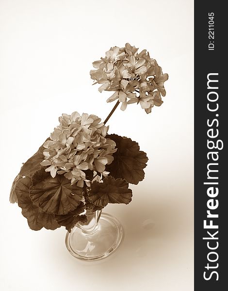 Blossoming geranium in glass vase on white background