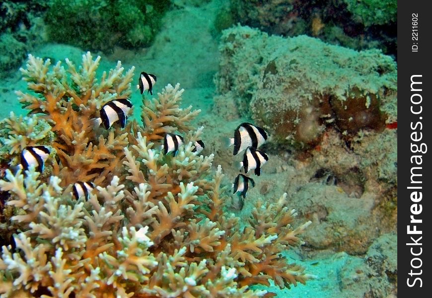 Hard corals are important for small fishes to find refuge from predators. Hard corals are important for small fishes to find refuge from predators