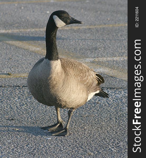 Canada goose,standing,fowl,bird,urban bird,wildlife,