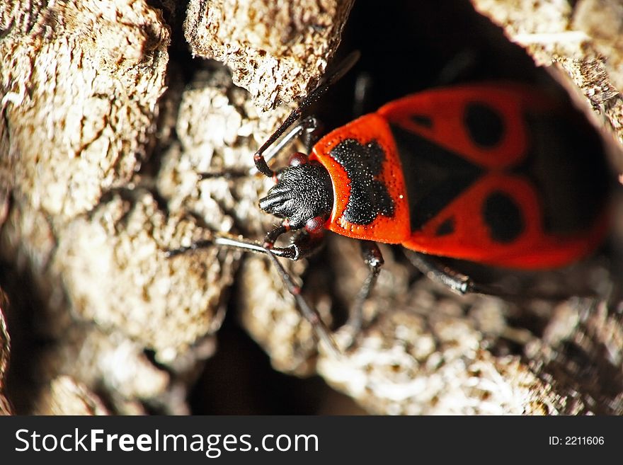 Pyrrhocoris apterus - fire bug on a tree bark, extreme depth of field