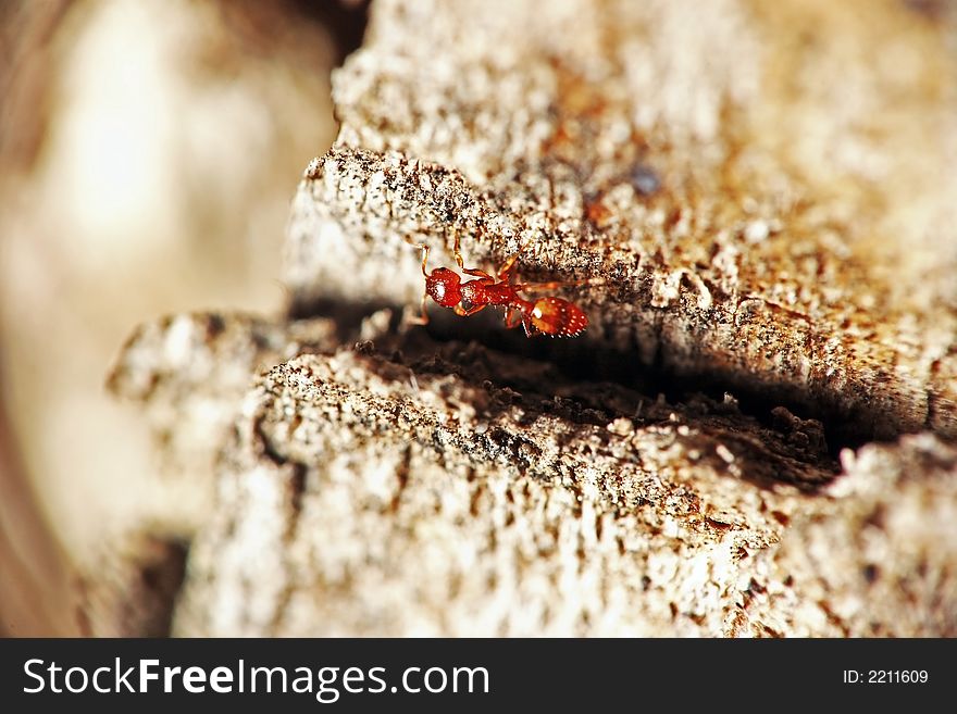 Red ant on a tree bark