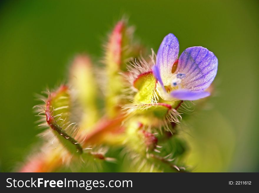 Macro -tiny little blue flower