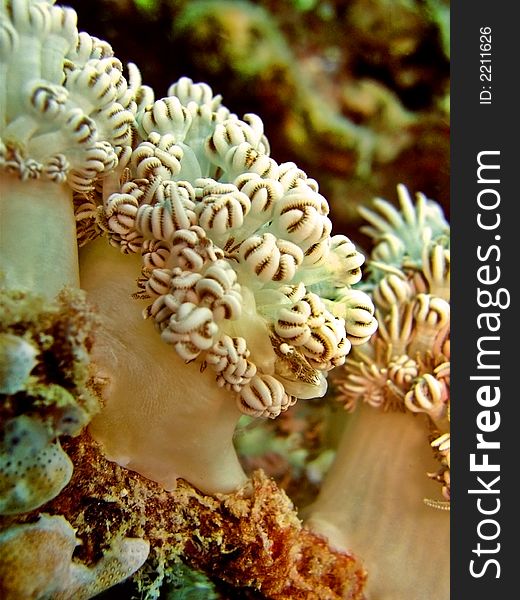 Flower Soft Coral Colony