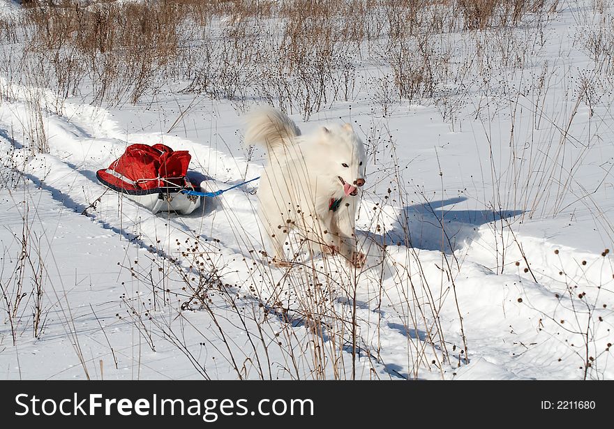 Samoed's dog in winter forest transport pulk. Samoed's dog in winter forest transport pulk