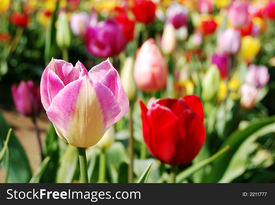 Vibrant tulips in the field on a spring day. Vibrant tulips in the field on a spring day