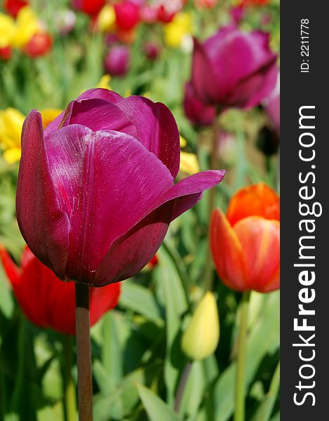 Vibrant tulips in the field on a spring day. Vibrant tulips in the field on a spring day