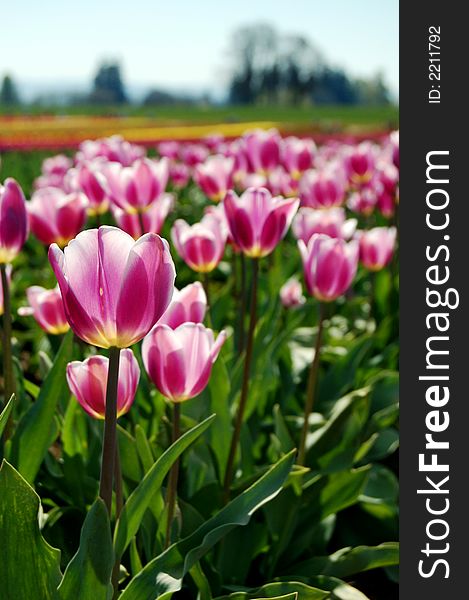 Blooming purple and white tulips in a garden. Blooming purple and white tulips in a garden