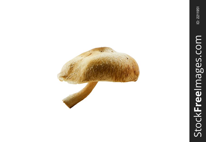 Photo of a shitaki mushroom isolated on white