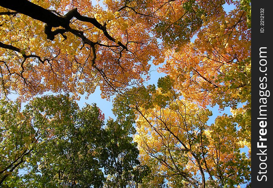 Autumn yellow, green and orange leaf under blue sky. Autumn yellow, green and orange leaf under blue sky