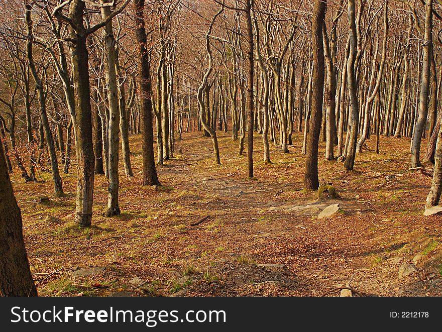 Backgraunds, Downhill forest Wood spring. Backgraunds, Downhill forest Wood spring